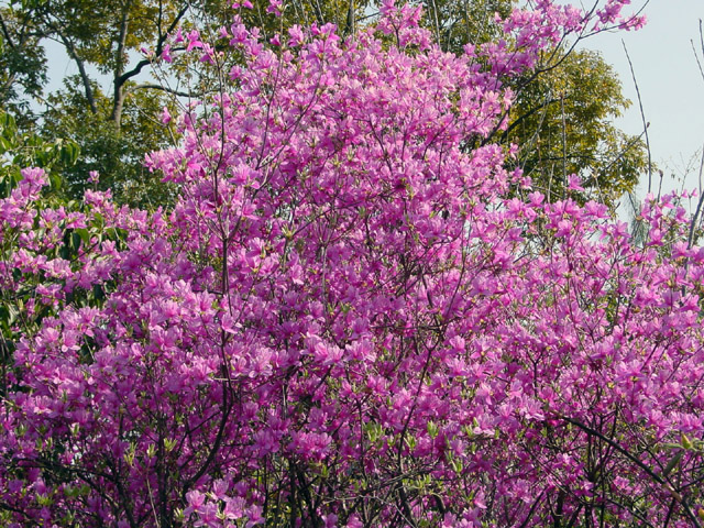 亀山公園